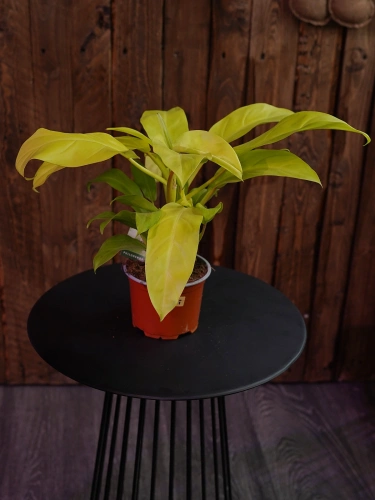 Philodendron 'Malay Gold' ⌀12cm