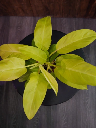 Philodendron 'Malay Gold' ⌀12cm