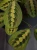 Maranta leuconeura 'Fascinator' ⌀12cm