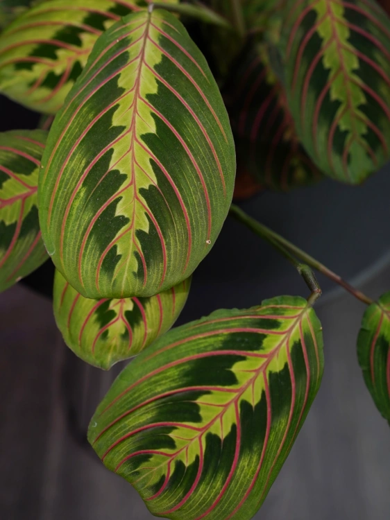 Maranta leuconeura 'Fascinator' ⌀12cm