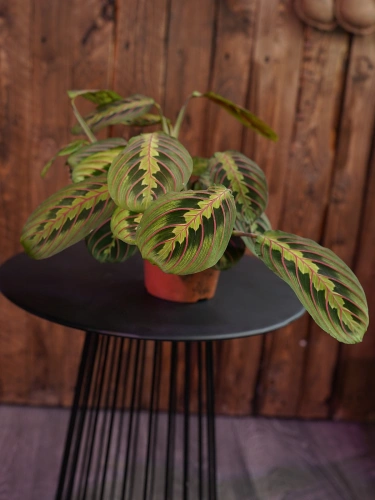 Maranta leuconeura 'Fascinator' ⌀12cm
