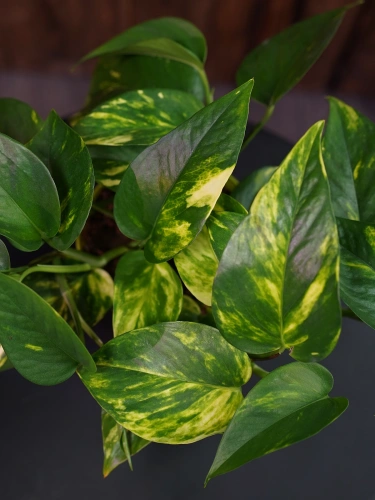 Epipremnum pinnatum 'Aureum' ⌀12cm
