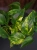 Epipremnum pinnatum 'Aureum' ⌀12cm