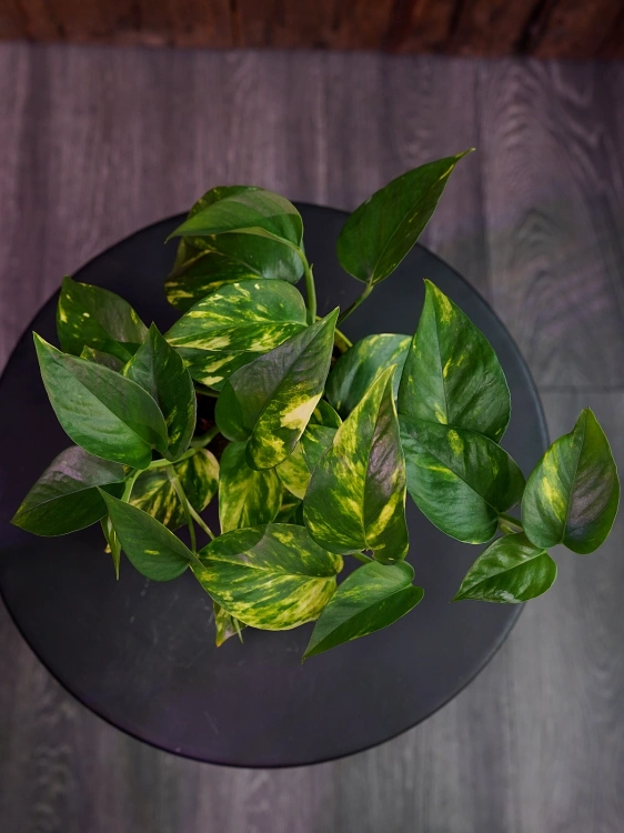 Epipremnum pinnatum 'Aureum' ⌀12cm