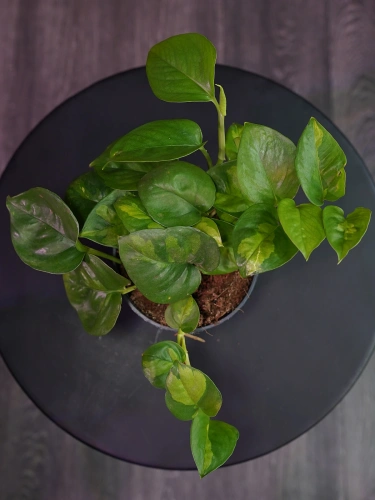 Epipremnum pinnatum 'Global Green' ⌀12cm