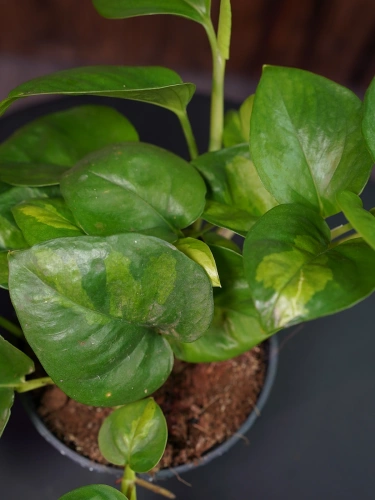 Epipremnum pinnatum 'Global Green' ⌀12cm