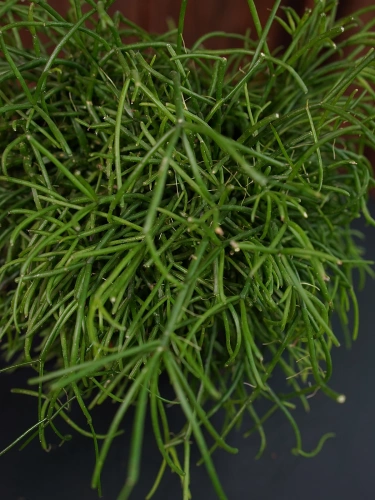Rhipsalis baccifera 'Oasis' ⌀12cm