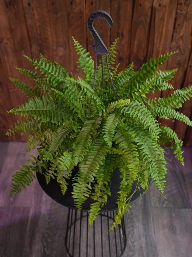 Nephrolepis Green Moment ⌀19cm
