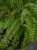 Nephrolepis Green Moment ⌀19cm