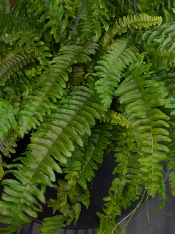 Nephrolepis Green Moment ⌀19cm