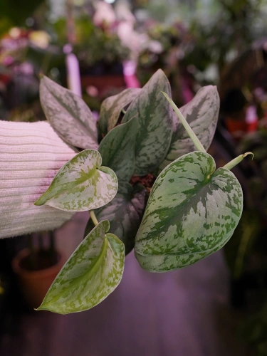 Scindapsus pictus 'Silvery Ann' ⌀12cm