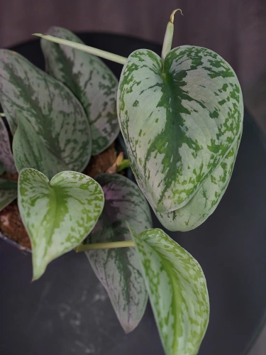 Scindapsus pictus 'Silvery Ann' ⌀12cm