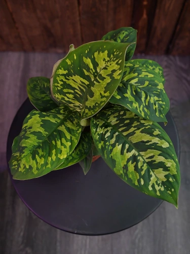 Homalomena 'Camouflage' ⌀12cm