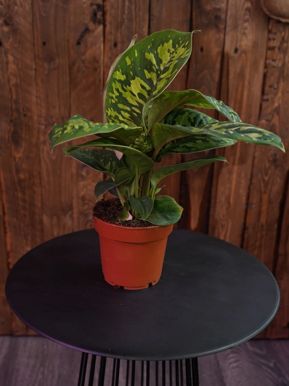 Homalomena 'Camouflage' ⌀12cm