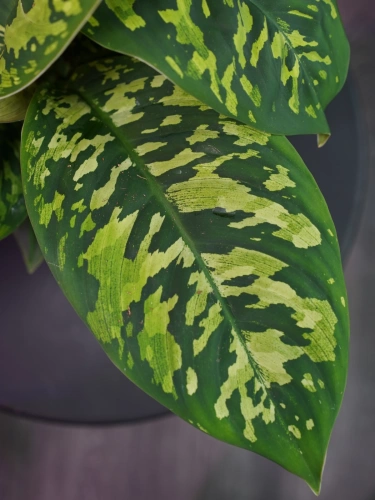 Homalomena 'Camouflage' ⌀12cm