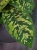 Homalomena 'Camouflage' ⌀12cm