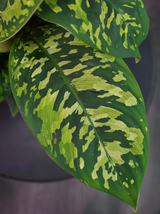 Homalomena 'Camouflage' ⌀12cm