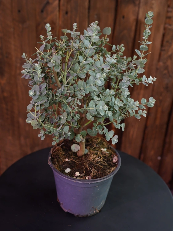 Eukaliptus Gunni ⌀14cm