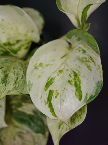 Epipremnum 'Happy Leaf' ⌀12cm