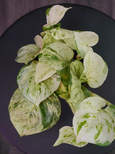 Epipremnum 'Happy Leaf' ⌀12cm