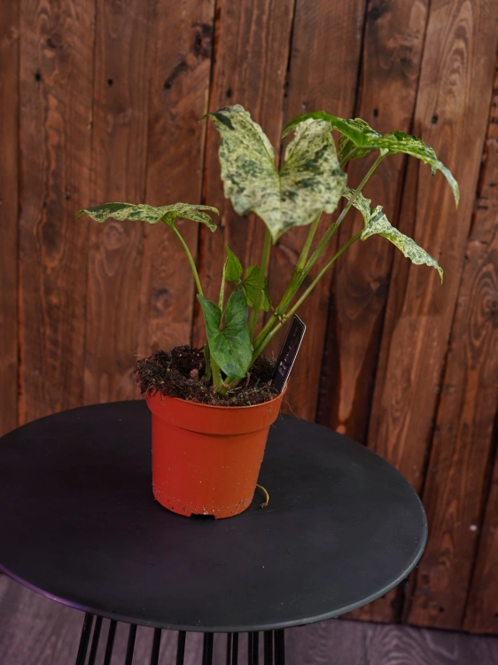 Syngonium 'Mottled Mojito' ⌀12cm