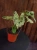 Syngonium 'Mottled Mojito' ⌀12cm
