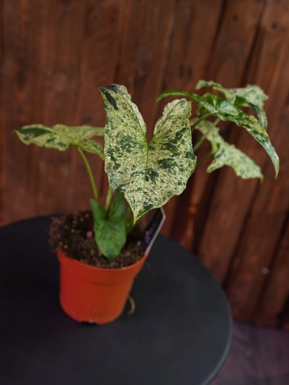 Syngonium 'Mottled Mojito' ⌀12cm