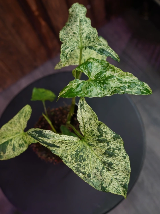 Syngonium 'Mottled Mojito' ⌀12cm