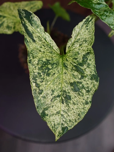 Syngonium 'Mottled Mojito' ⌀12cm