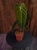 Philodendron melanochrysum ⌀12cm