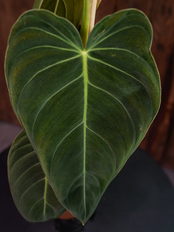 Philodendron melanochrysum ⌀12cm