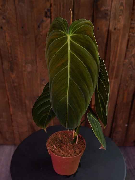 Philodendron melanochrysum ⌀12cm