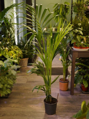 Howea forsteriana Kentia ⌀19cm