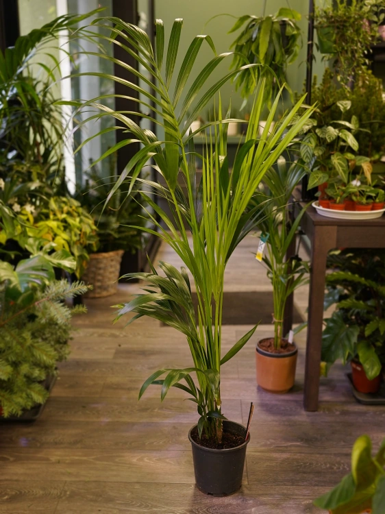 Howea forsteriana Kentia ⌀19cm