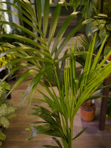 Howea forsteriana Kentia ⌀19cm