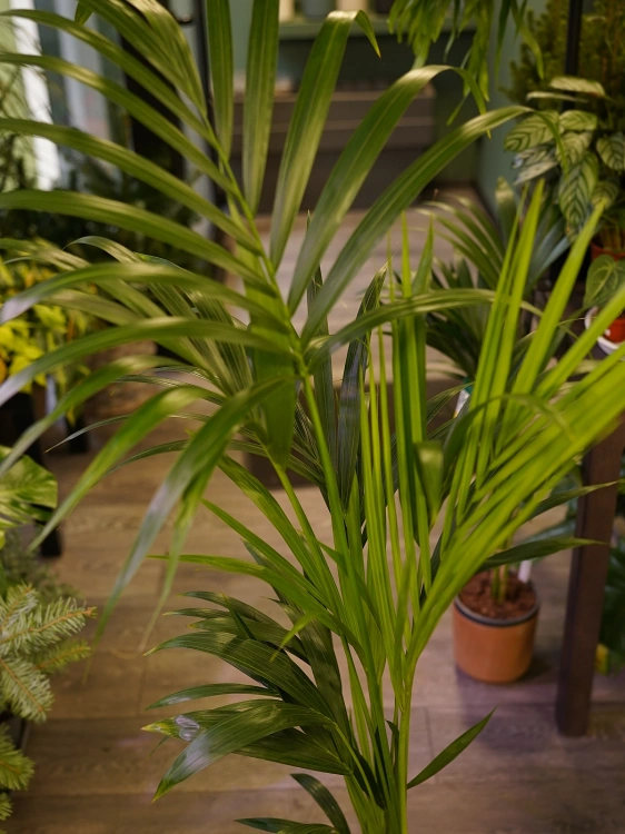 Howea forsteriana Kentia ⌀19cm