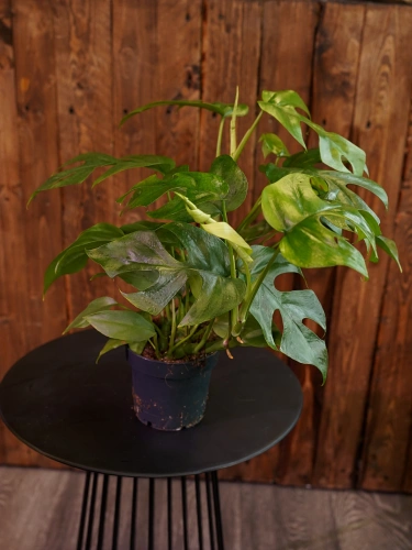 Monstera minima ⌀12cm
