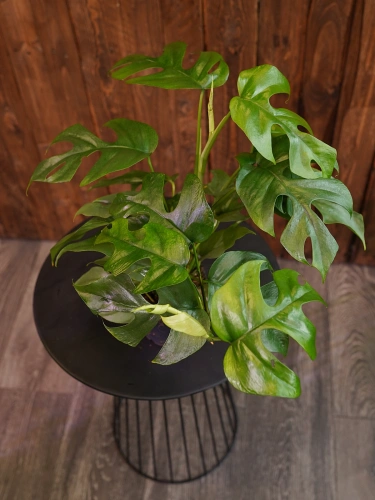 Monstera minima ⌀12cm