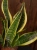 Sansewieria 'Futura Superba' ⌀12cm