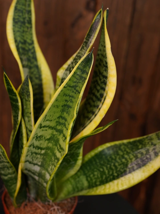Sansewieria 'Futura Superba' ⌀12cm
