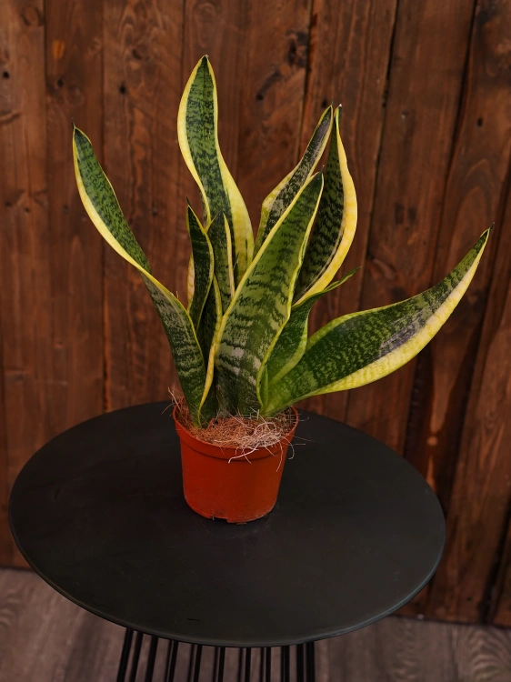 Sansewieria 'Futura Superba' ⌀12cm