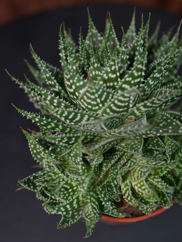 Aloe aristata Aloes ościsty ⌀8,5cm