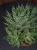 Aloe aristata Aloes ościsty ⌀8,5cm