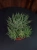 Aloe aristata Aloes ościsty ⌀8,5cm