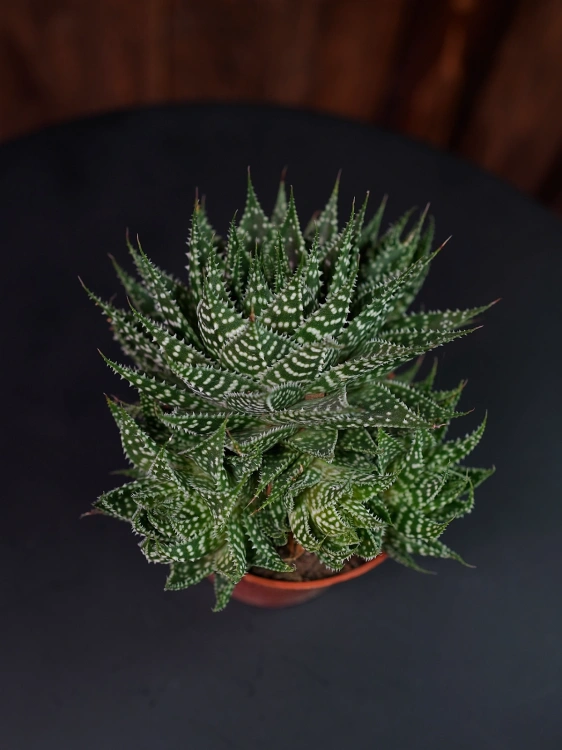 Aloe aristata Aloes ościsty ⌀8,5cm