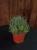 Aloe aristata Aloes ościsty ⌀8,5cm