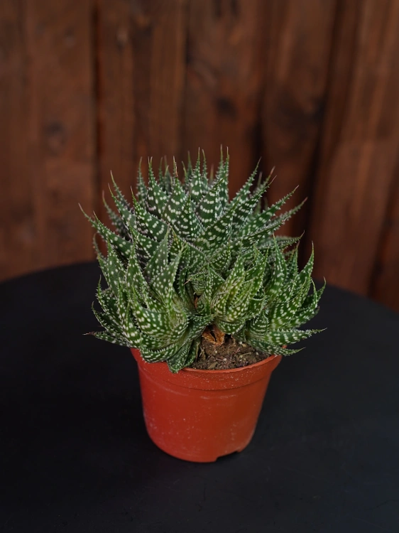 Aloe aristata Aloes ościsty ⌀8,5cm