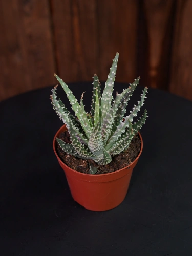 Aloe humilis Aloes ⌀8,5cm