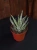 Aloe humilis Aloes ⌀8,5cm