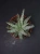Aloe humilis Aloes ⌀8,5cm